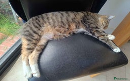 Bengal cats for sale: Bengal Stud & Tortie Queen for sale - Image 2