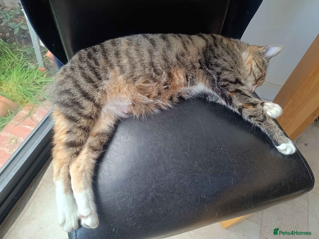 Bengal cats for sale: Bengal Stud & Tortie Queen for sale - Image 2