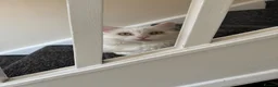 Mixed Breed cats for sale:  Calm, Indoor Cat Seeking Dog-Free Sanctuary 🐾 in Boston - Advert 7