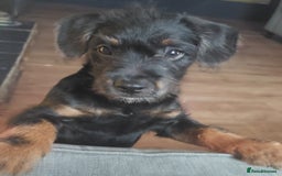 Mixed Breed dogs for sale: Mixed Breed 6 Month Old Boy - Image 4