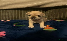 Frug dogs for sale: 3 frug puppies looking for there forever homes. - Advert 13