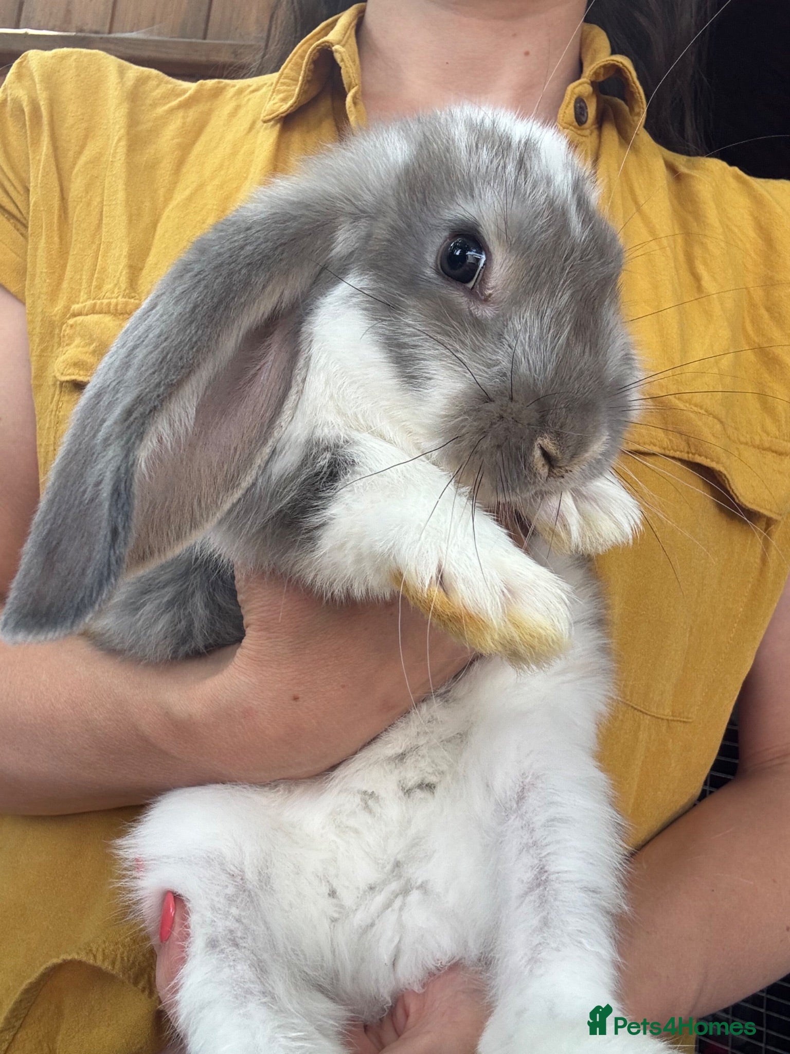 French Lop rabbits Ready Soon • Quality French Lop Bunnies - Advert 2