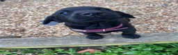 Labrador Retriever dogs for sale: Black Labrador Pups, KC Registered, 2 F, 1 M.  - Advert 13