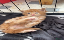 Maine Coon cats for sale: Maine Coon Kittens  - Image 6