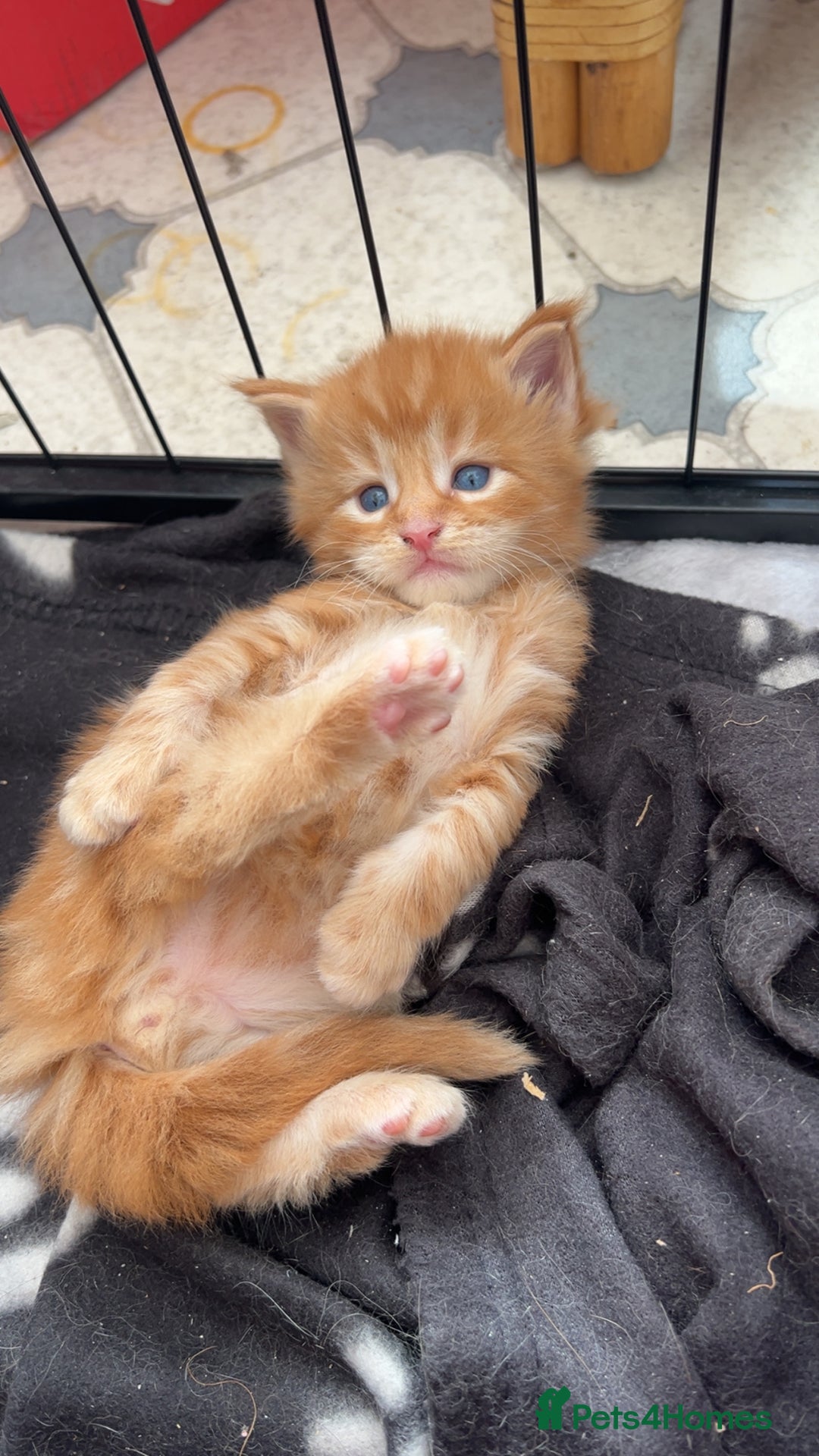 Maine Coon cats for sale: Maine Coon Kittens  - Image 6