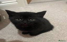 Mixed Breed cats for sale: British shorthair X British shorthair x Tabby - Image 10
