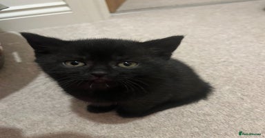 Mixed Breed cats - Advert 10