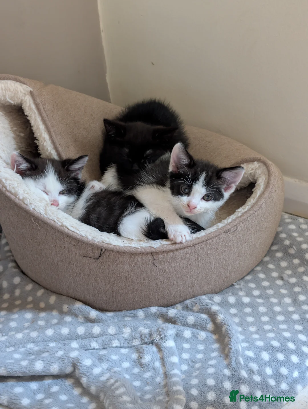 Mixed Breed cats for sale: Beautiful kittens - Advert 2