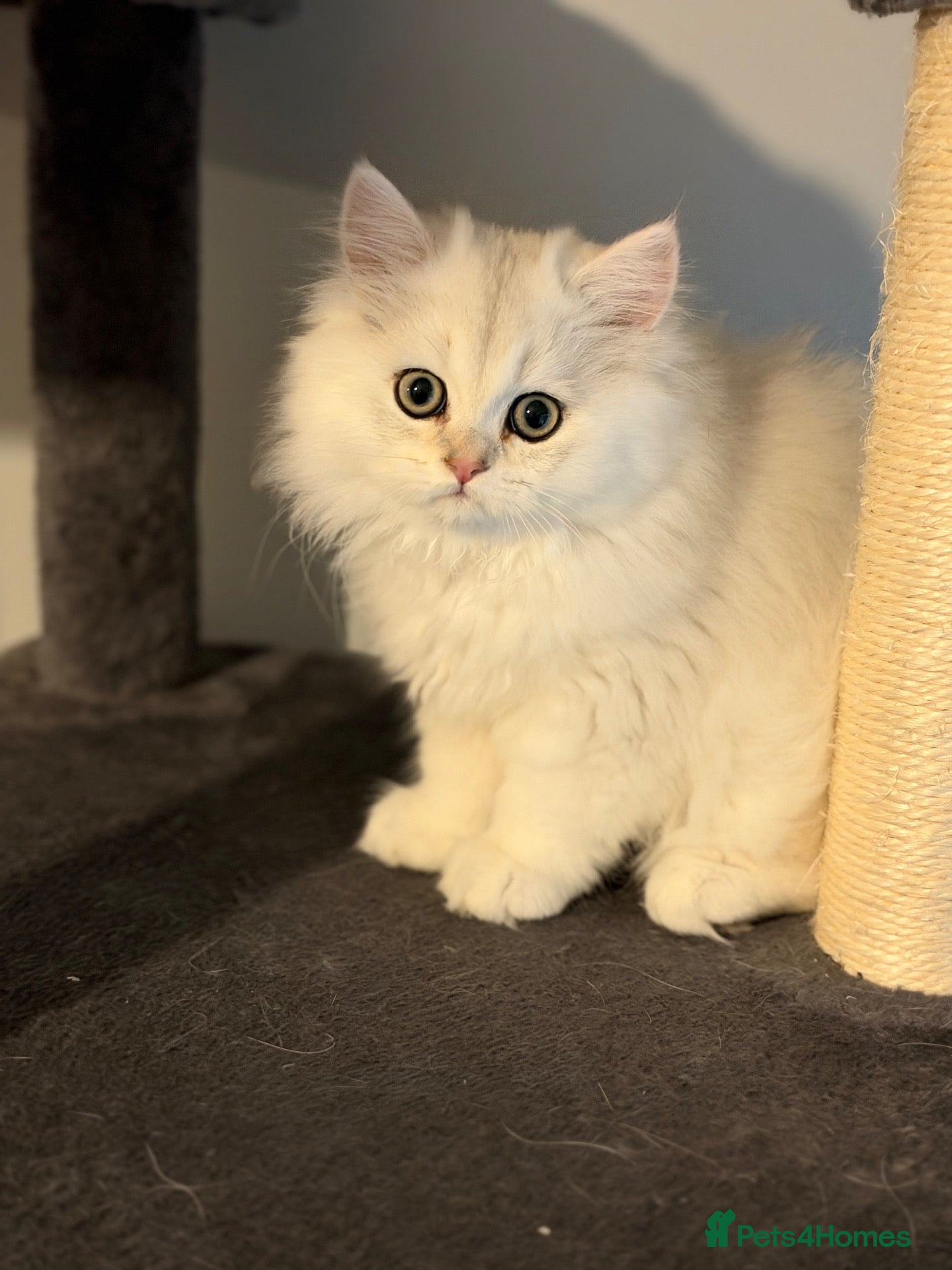 British Shorthair cats 3 Gorgeous White & Golden Shorthair Boys 🐾 - Advert 5
