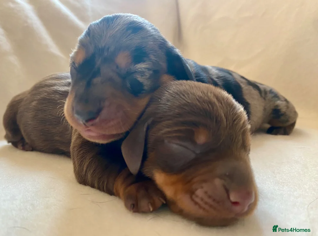 Miniature Dachshund dogs for sale: Outstanding Litter KC Miniature Dachshunds  - Advert 15