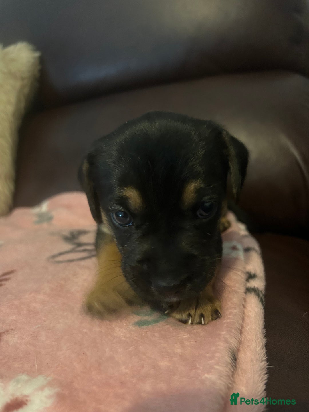Mixed Breed dogs for sale: Jack-Chi Puppies - 2 Boys Left - Image 5