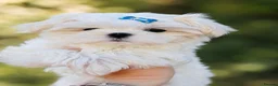 Maltese dogs for sale: 🏆KC🏆Ready Now 🧸Korean Maltese boy 💎 - Advert 6