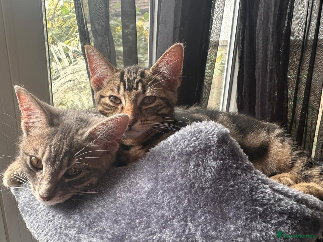 Bengal cats for sale: Gemini grey beauties - Image 34