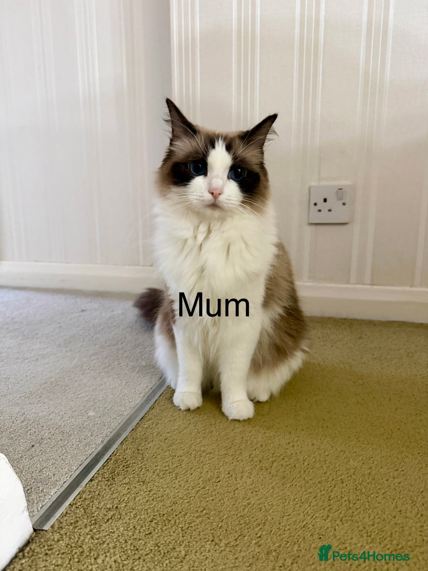 Ragdoll cats Pure breed ragdoll kitten for sale - Advert 1