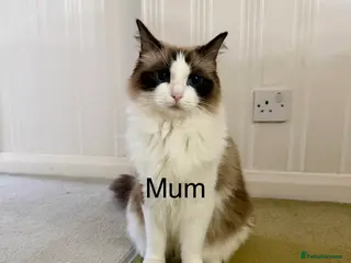 Ragdoll cats Pure breed ragdoll kitten for sale - Advert 1