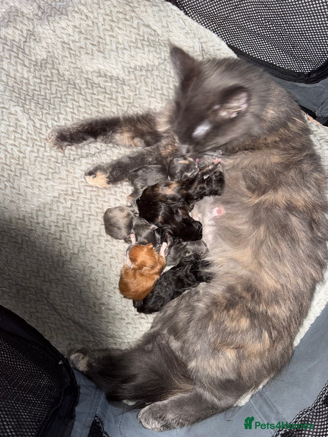 Maine Coon cats for sale: Beautiful Maine Coon Kittens - Advert 1