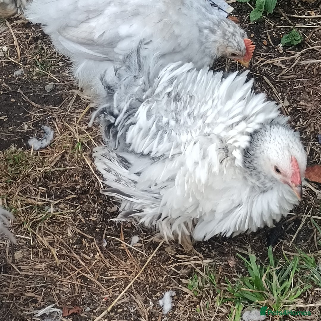 Chickens poultry for sale: £25 each for a fancy chicks - Image 7