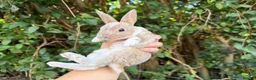 Rex rabbits for sale: 3 x stunning mini rex babies for reserve  - Advert 4