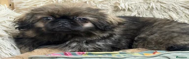Pekingese Puppy 1