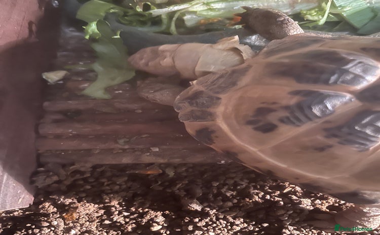 Tortoise reptiles Horsefield tortoise - Advert 1