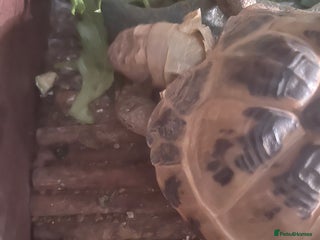 Tortoise reptiles Horsefield tortoise - Advert 1