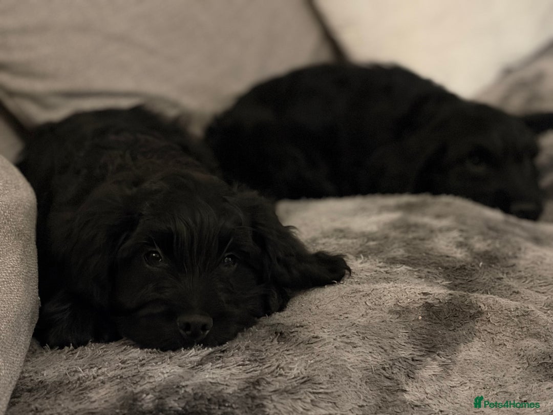 Cockapoo dogs for sale: Cockapoo X Coker spaniel  - Advert 2