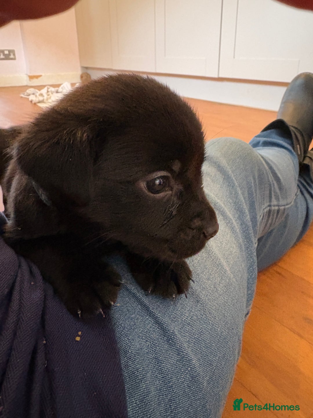 Labrador Retriever dogs for sale: Beautiful puppies, proud of Mum - Advert 5