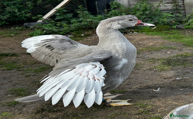 Ducks poultry - Advert 1