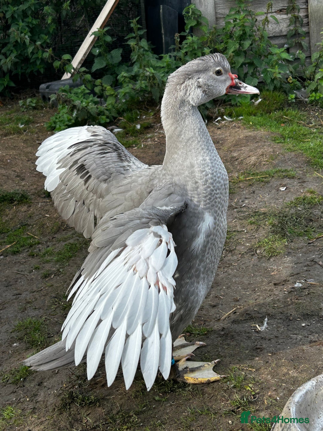Ducks poultry for sale: 2x Friendly Young Lavender Muscovy Drakes - Image 1
