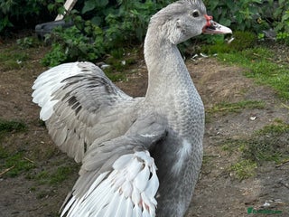 Ducks poultry - Advert 9