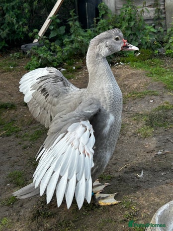 Ducks poultry - Advert 1
