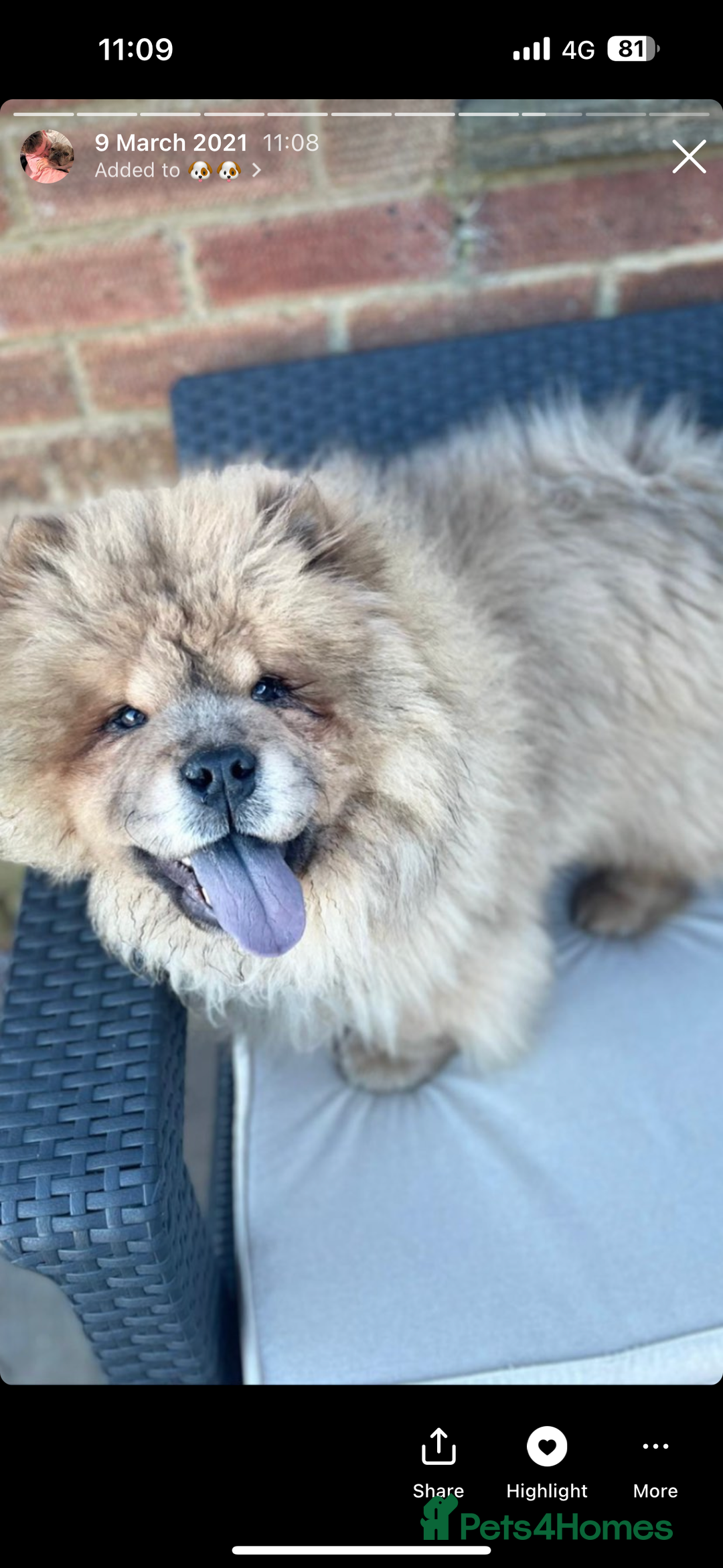 Chow Chow dogs for sale: beautiful chow male - Advert 5