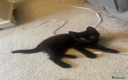 Brazilian Shorthair cats for sale: Little black rescue kitten - Image 5