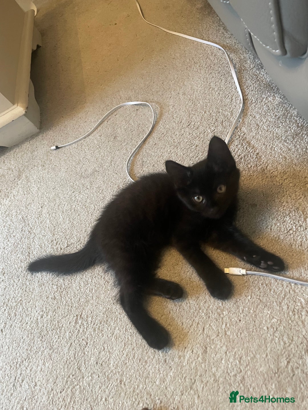 Brazilian Shorthair cats for sale: Little black rescue kitten - Image 5
