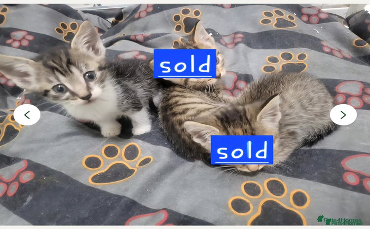 Mixed Breed cats - Advert 1