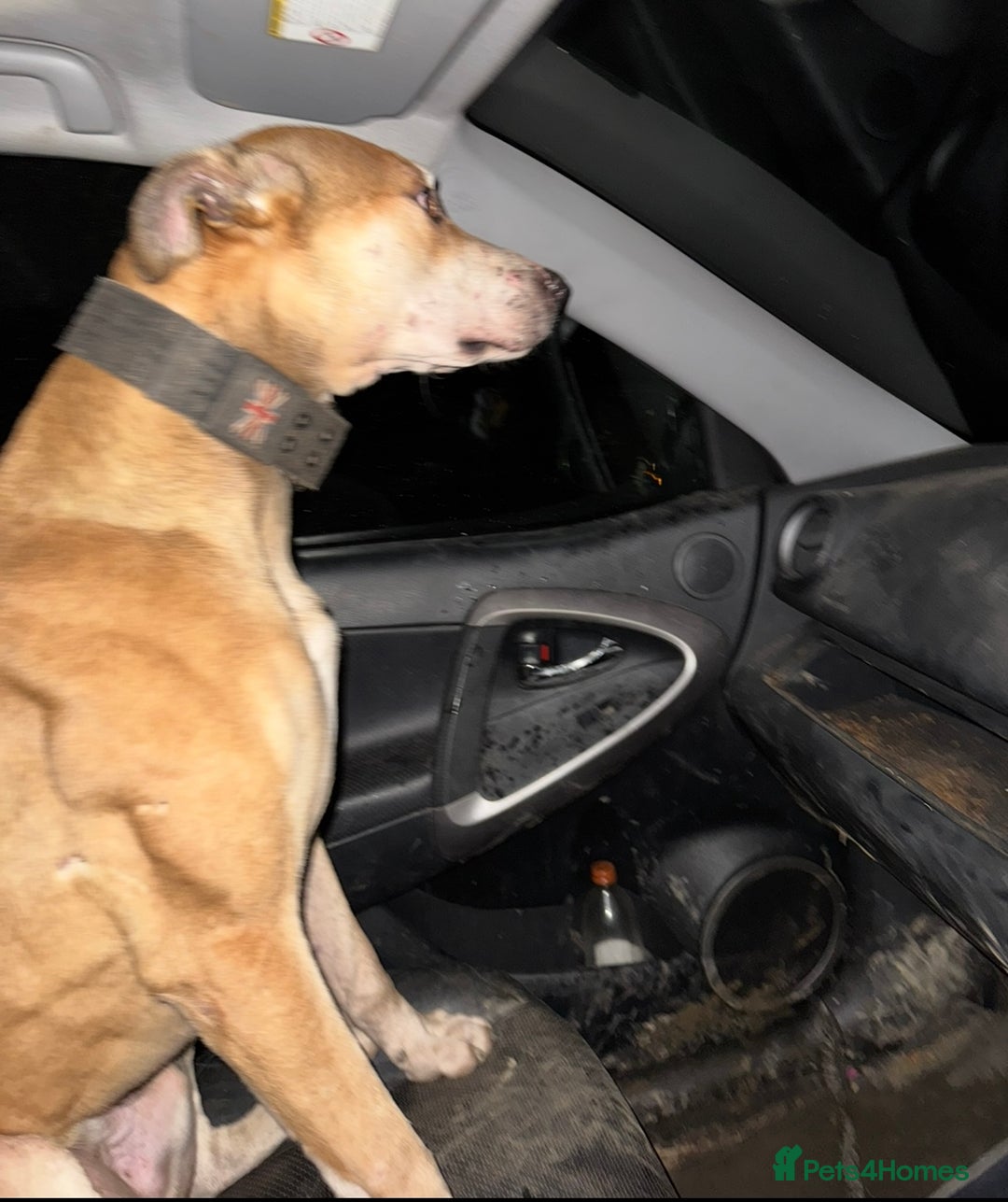 Lurcher dogs for sale: Bull cross puppies  - Image 16