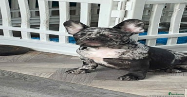 French Bulldog dogs - Advert 13