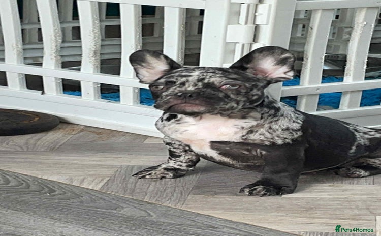 French Bulldog dogs - Advert 5