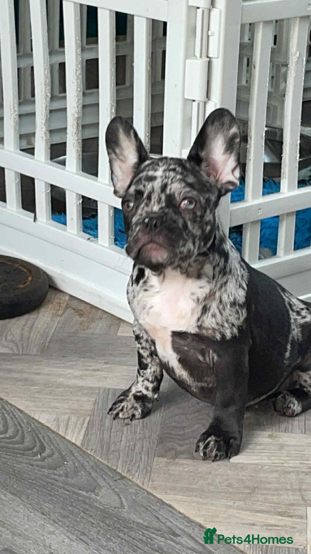French Bulldog dogs for sale: French bulldogs LAST ONE !  - Image 2
