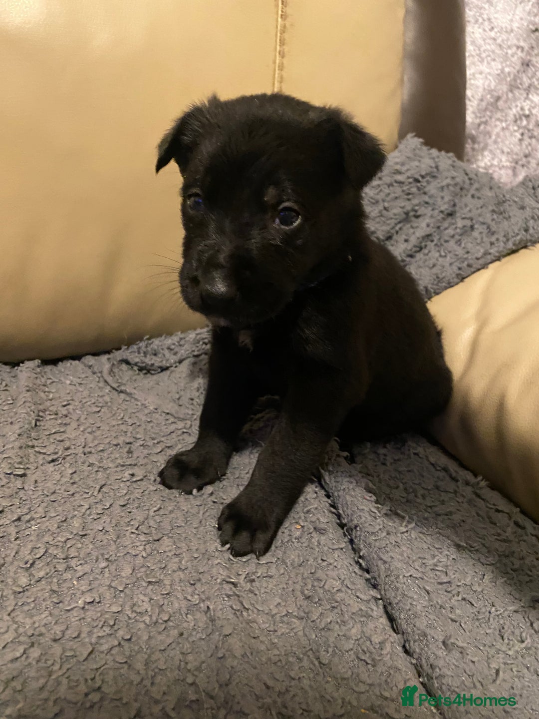 Belgian Shepherd Dog dogs for sale: Belgian Malinois puppies - Advert 23