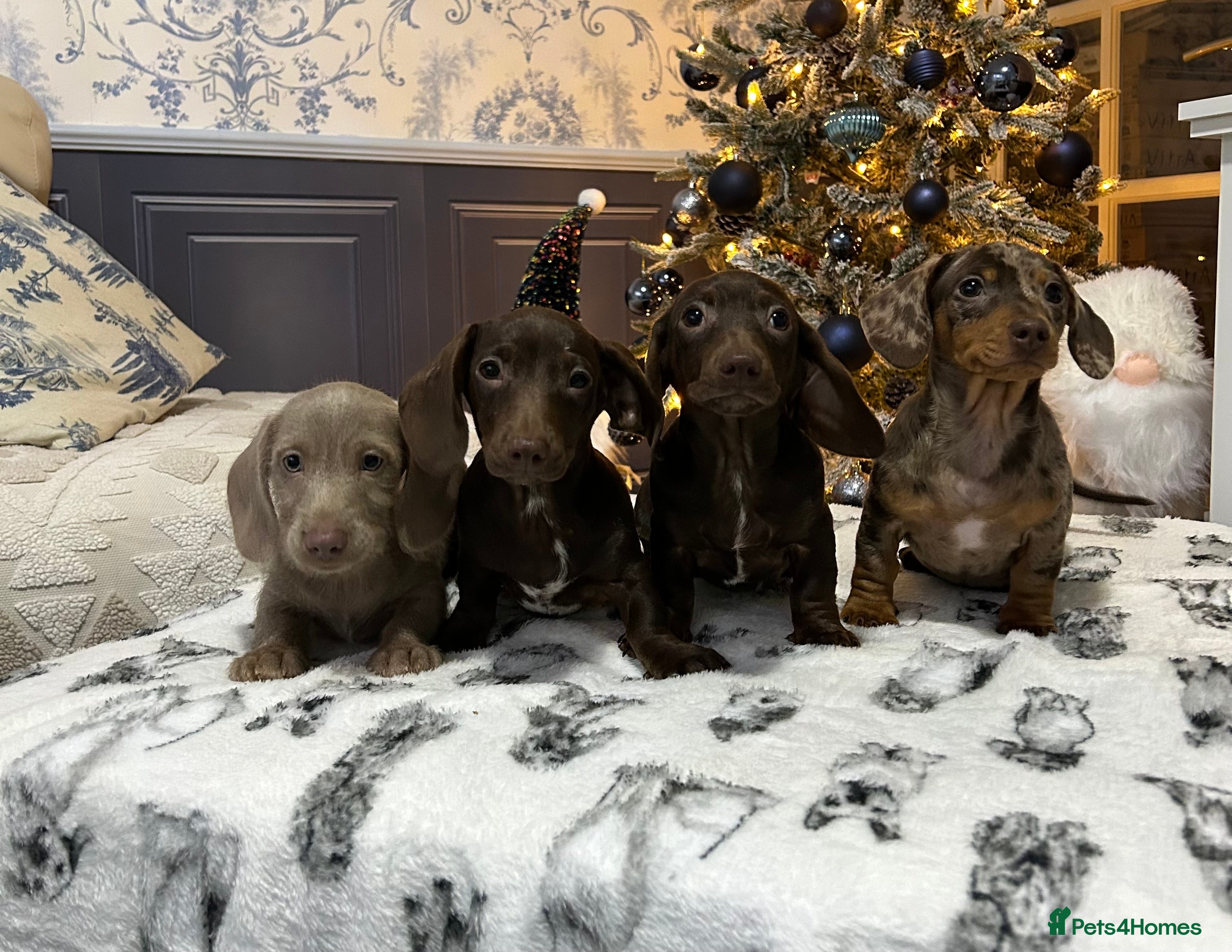 Miniature Dachshund dogs LITTER SMOOTH MINIATURE DAXIS PRACLR KC REG - Advert 5