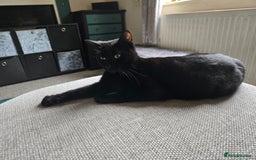 Mixed Breed cats for sale: 3 all black kittens  - Image 8