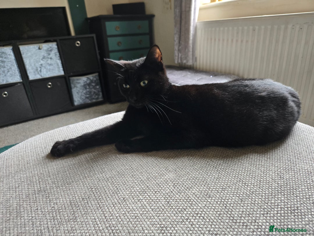 Mixed Breed cats for sale: 3 all black kittens  - Image 8