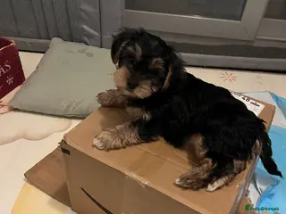 Yorkshire Terrier dogs ONLY 1 GIRL LEFT !! PEDIGREE YORKSHIRE TERRIER - Advert 3