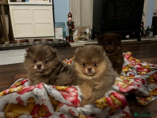 Pomeranian dogs READY NOW Super fluffy adorable Pomeranians - Advert 17
