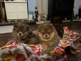 Pomeranian dogs READY NOW Super fluffy adorable Pomeranians - Advert 11