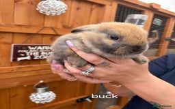 Mini Lop rabbits for sale: Mini lops for sale - Image 5