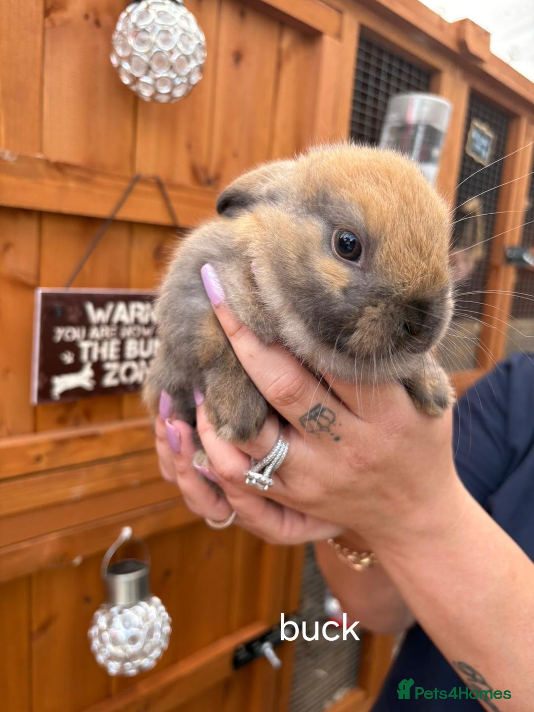 Mini Lop rabbits for sale: Mini lops for sale - Image 5