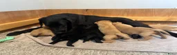 Labrador Retriever dogs for sale: KC Pedigree Labradors for sale  - Advert 22
