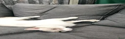 LaPerm cats for sale: Gentle Adult LaPerm male - Advert 5